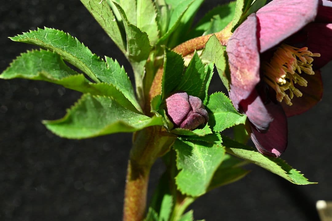 クリスマスローズ　認定アンティークモーリー　加藤農園