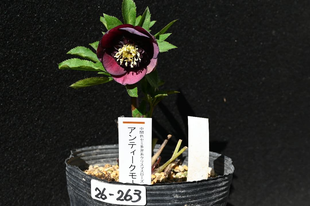 クリスマスローズ　認定アンティークモーリー　加藤農園