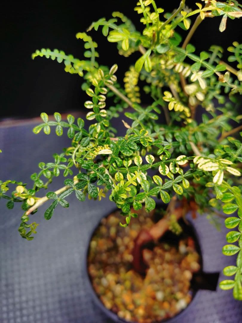 【超希少株】 オペルクリカリア ヒファエノイデス 斑入り　ラスト