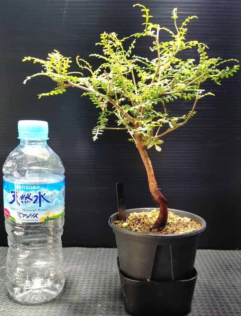 【超希少株】 オペルクリカリア ヒファエノイデス 斑入り　ラスト