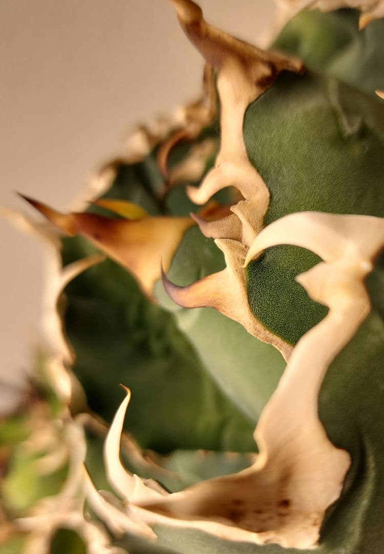 アガベ 　白鯨　中～大株