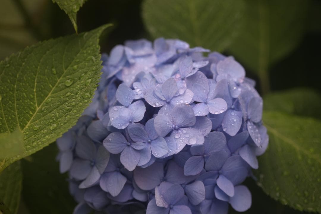 あ*ひ様 【ジャンク品】Canon EF 100mm F2.8 Macro US