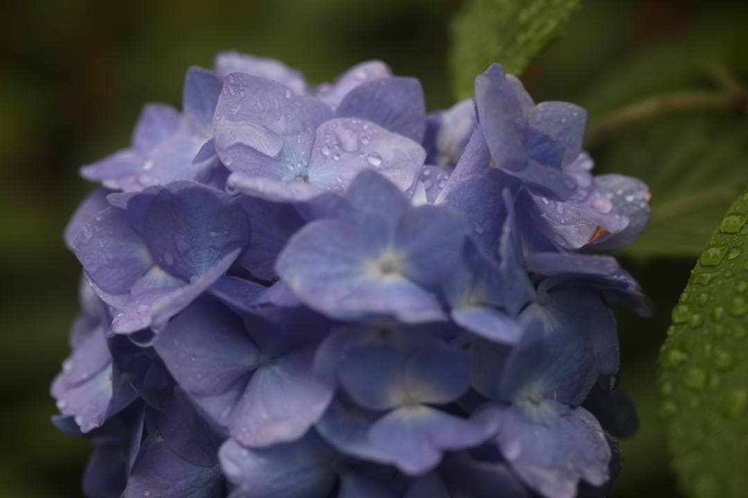 あ*ひ様 【ジャンク品】Canon EF 100mm F2.8 Macro US