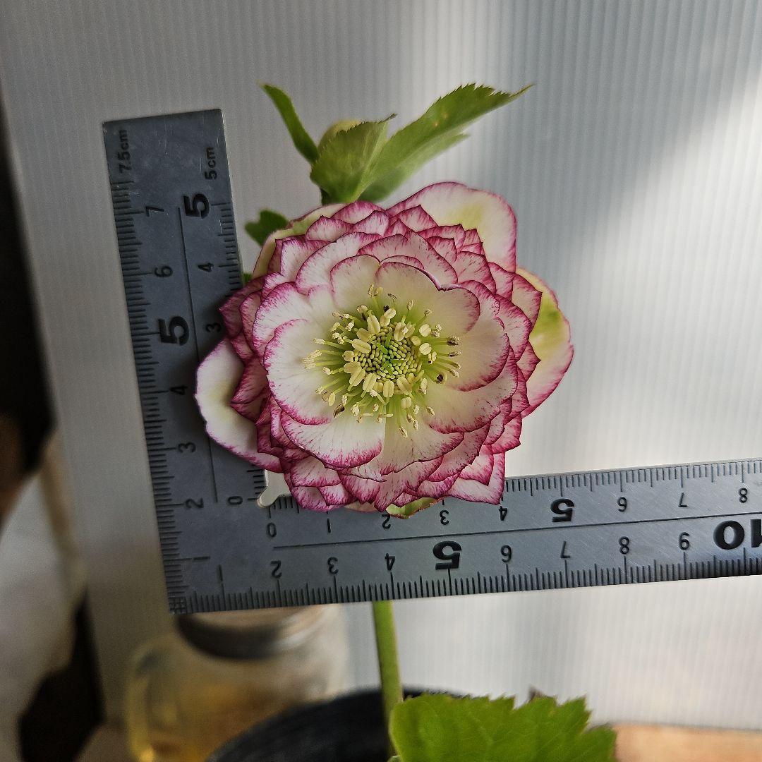 蒼ララ様ご購入苗㉖-139㉖-216クリスマスローズ