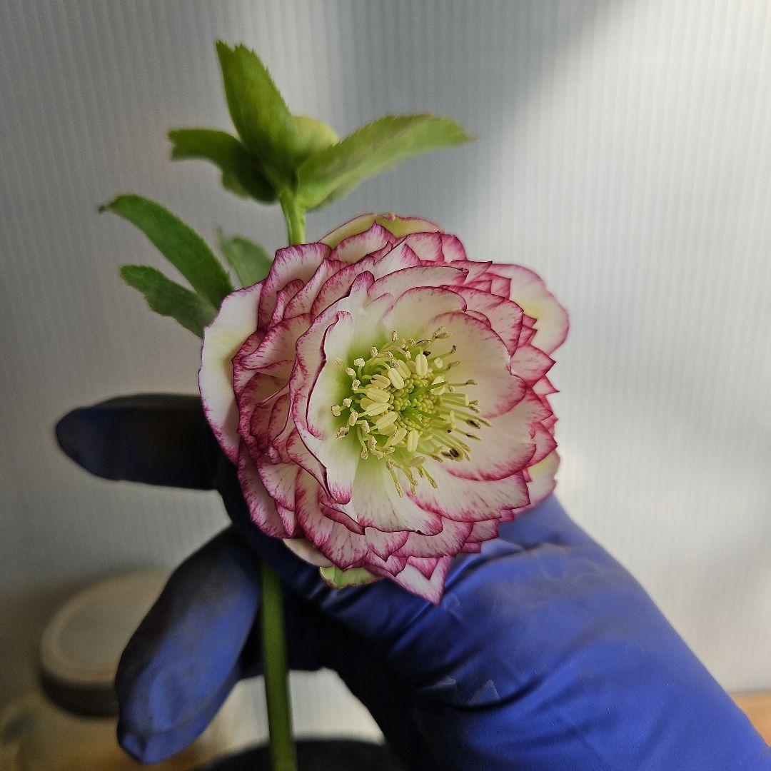 蒼ララ様ご購入苗㉖-139㉖-216クリスマスローズ