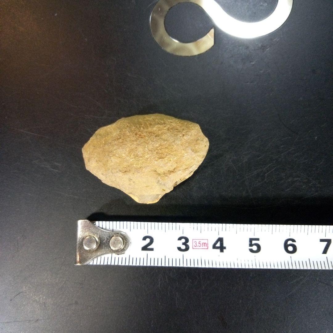 三葉虫　南米産　化石　fossil　ボリビア産　trilobite　南米化石郡①