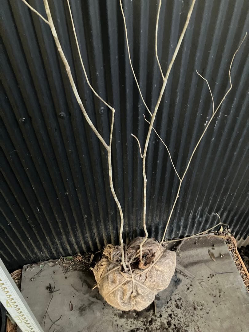 山採り　アオダモ　k