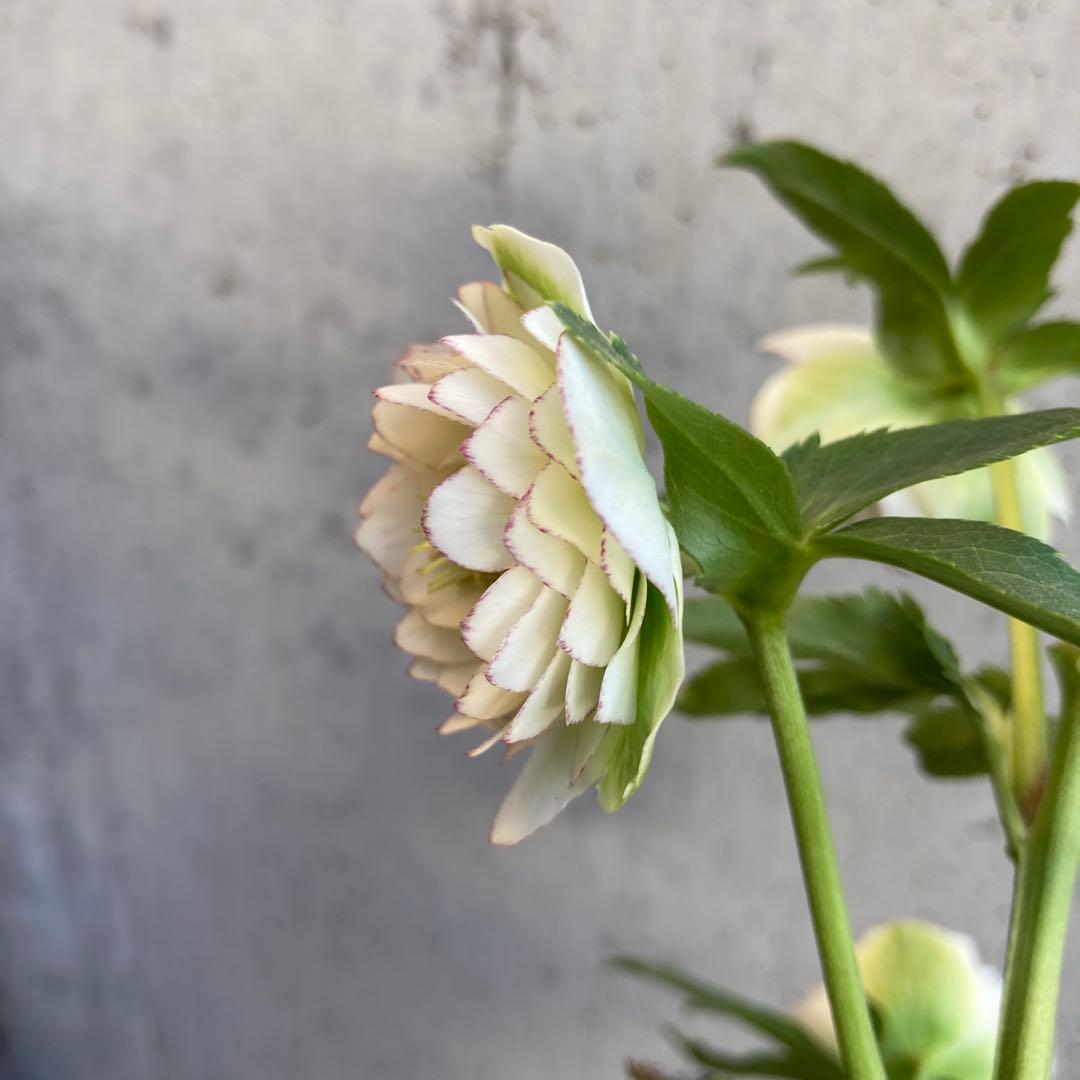 クリスマスローズ　開花株　4.5寸 　加藤農園