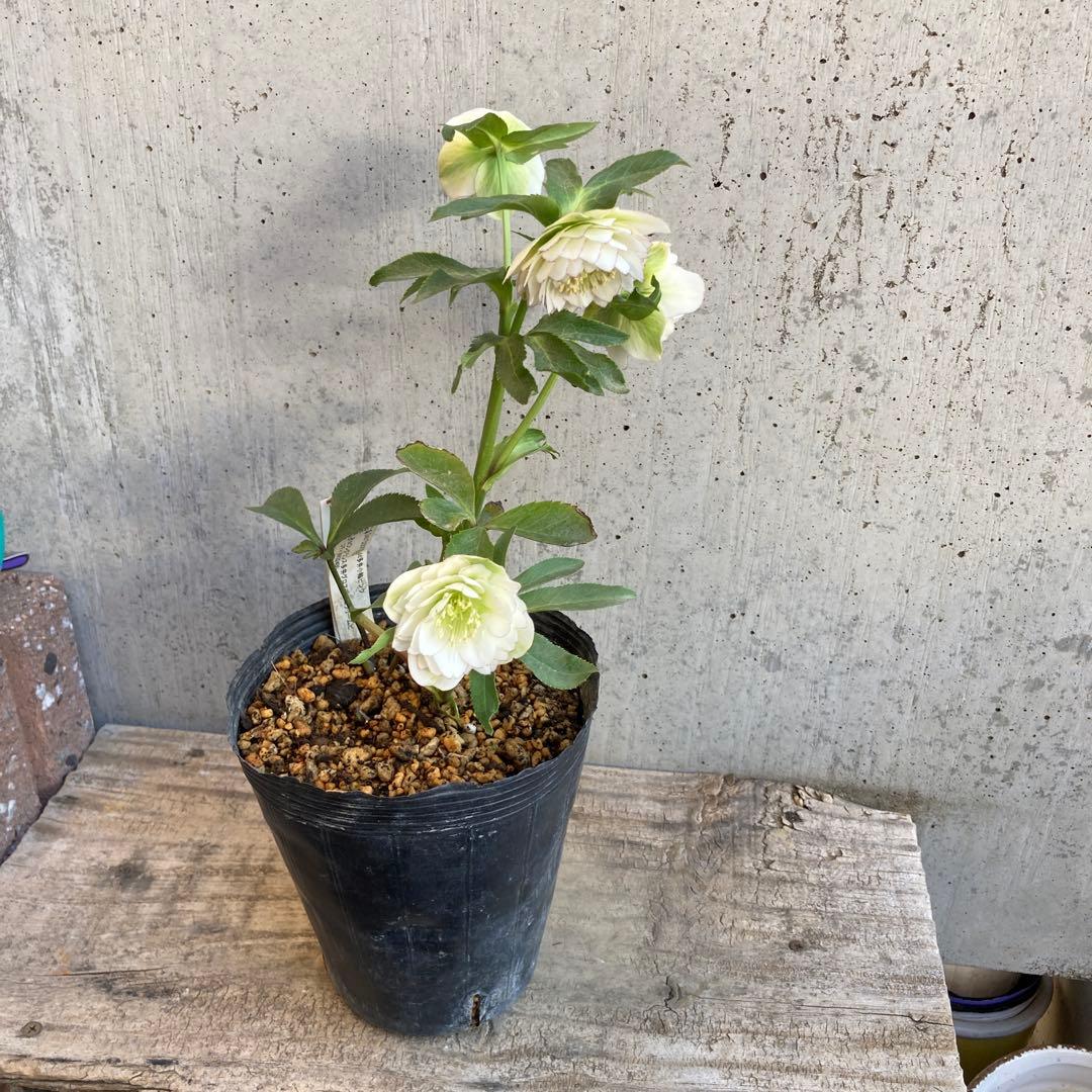 クリスマスローズ　開花株　4.5寸 　加藤農園