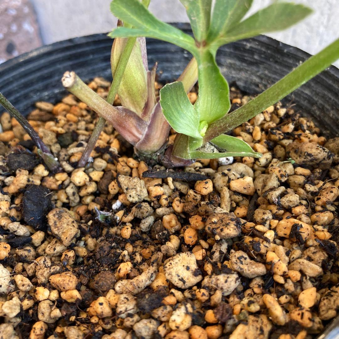 クリスマスローズ　開花株　4.5寸 　加藤農園