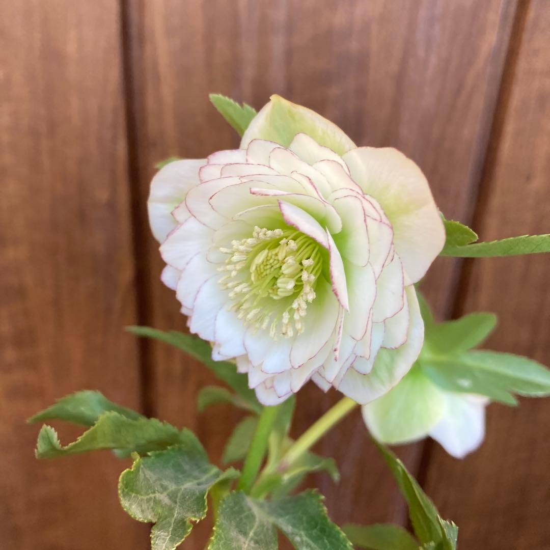 クリスマスローズ　開花株　4.5寸 　加藤農園