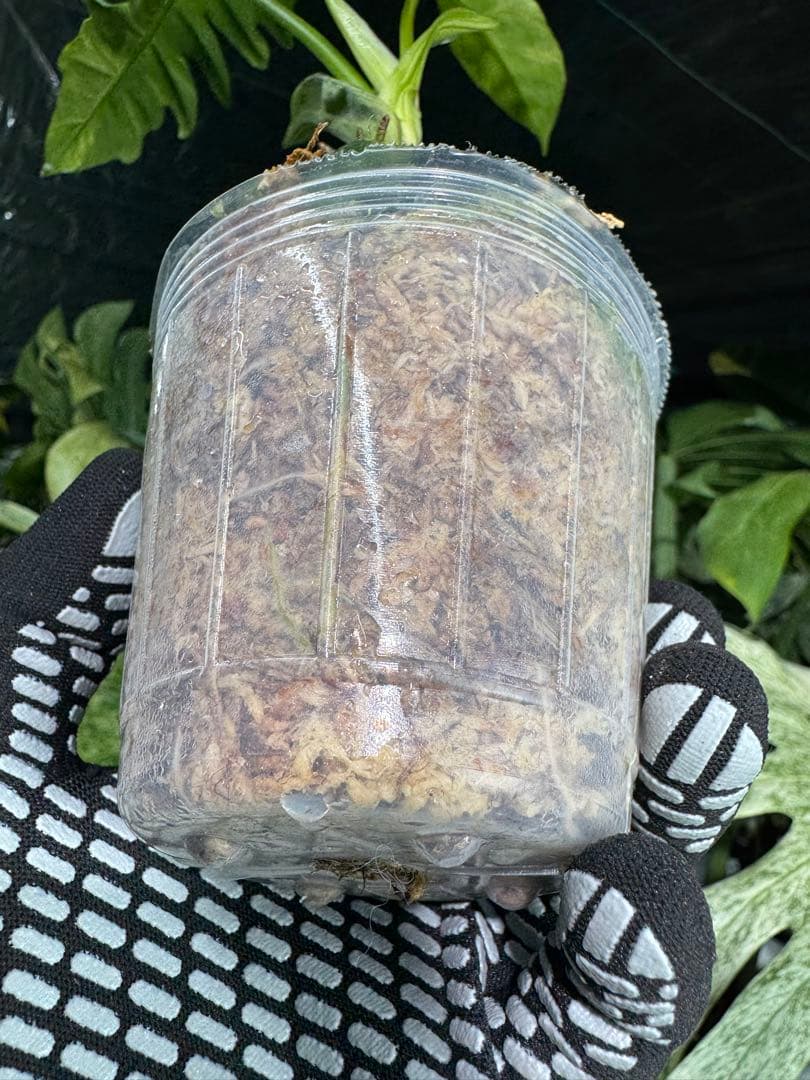 K1 フィロデンドロン　キティナ　健康カット苗