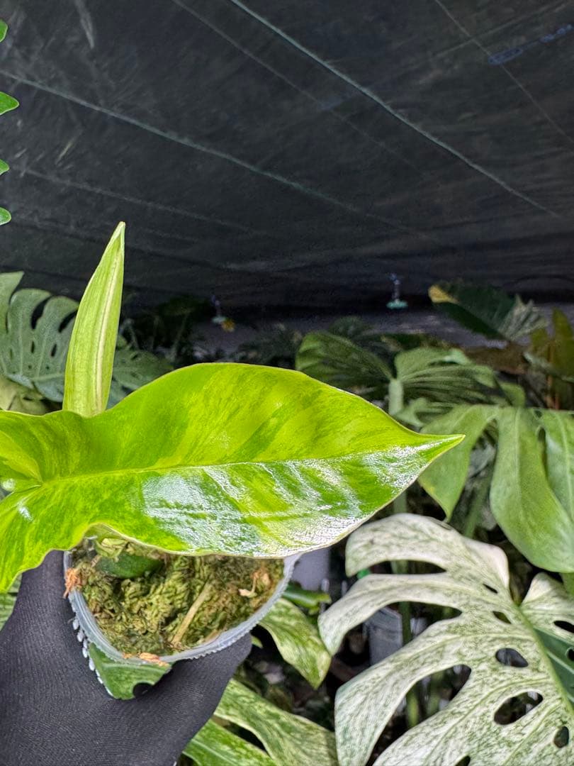 K1 フィロデンドロン　キティナ　健康カット苗