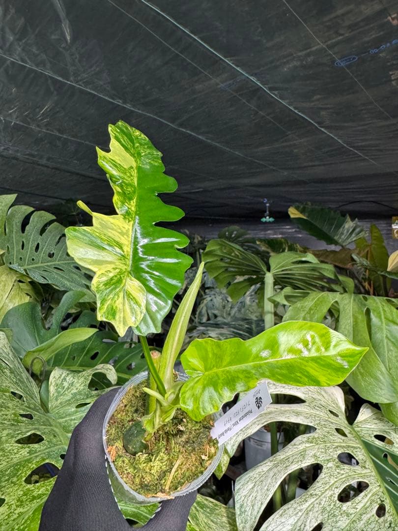 K1 フィロデンドロン　キティナ　健康カット苗