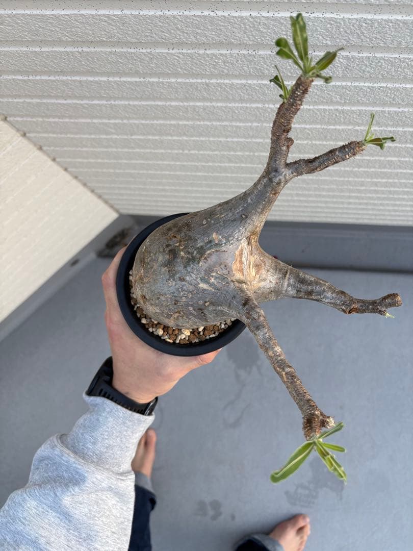 ひ*ー様 パキポディウムグラキリス