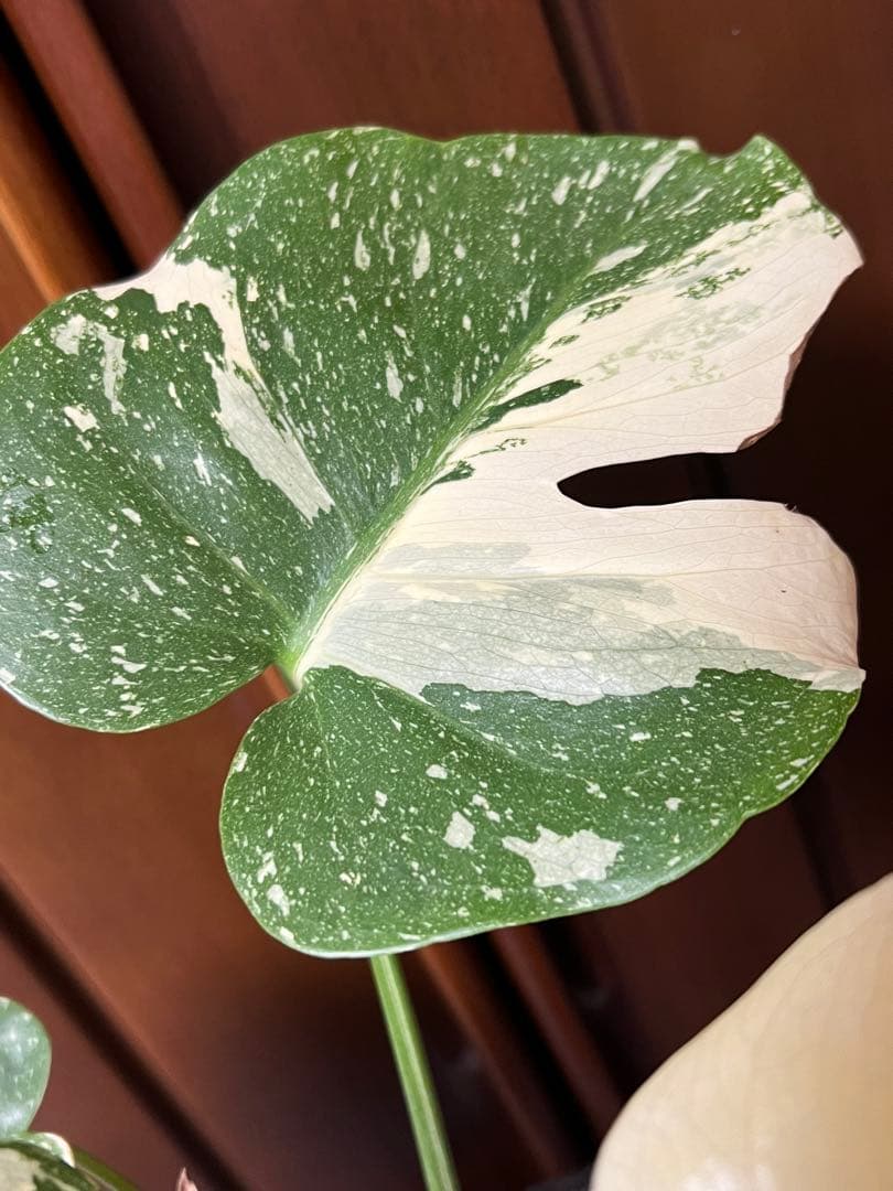 K*y様 斑入りモンステラデリショーサクリームブリュレ