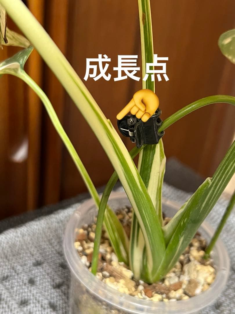 K*y様 斑入りモンステラデリショーサクリームブリュレ