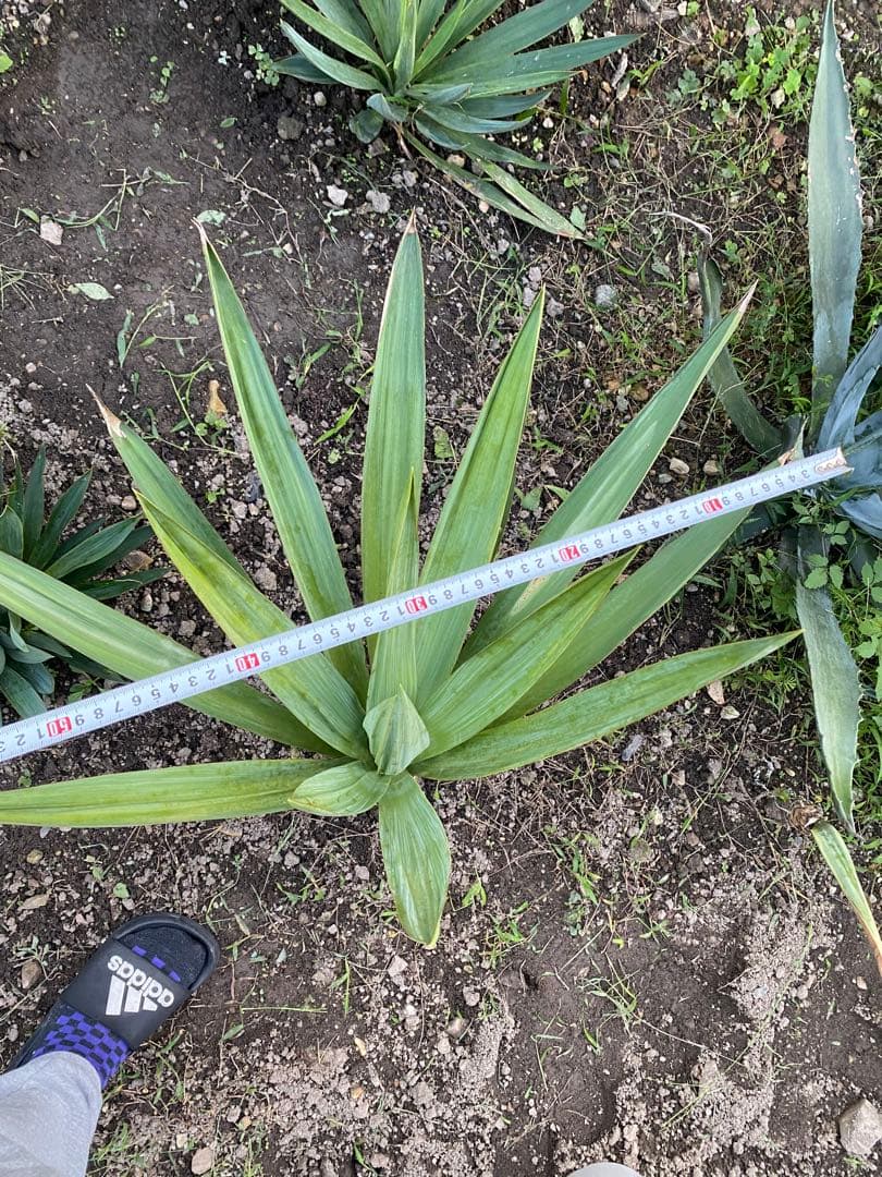 ユッカ グロリオサ　アツバキミガヨラン中株