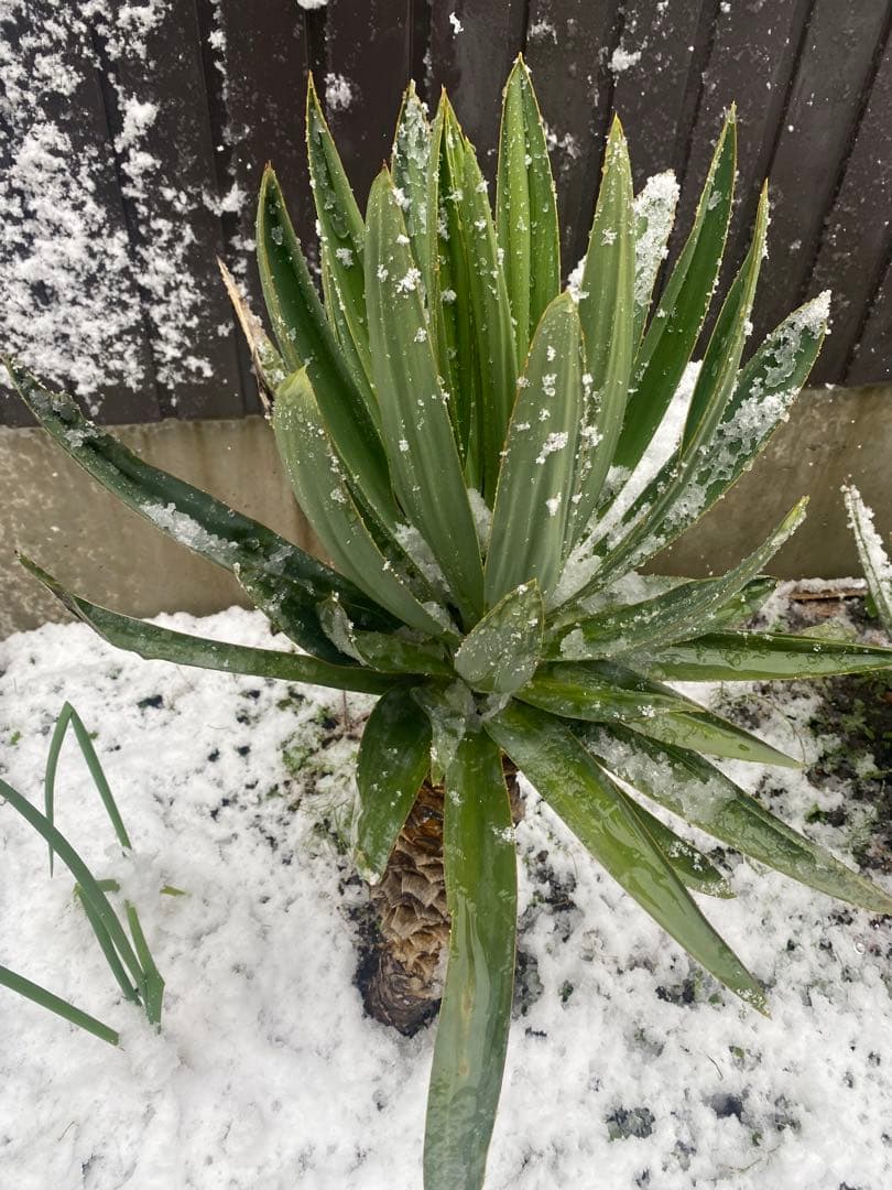 ユッカ グロリオサ　アツバキミガヨラン中株