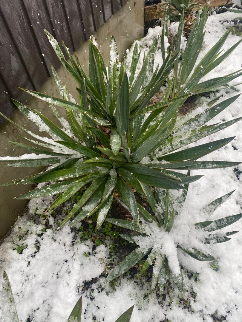 ユッカ グロリオサ　アツバキミガヨラン中株