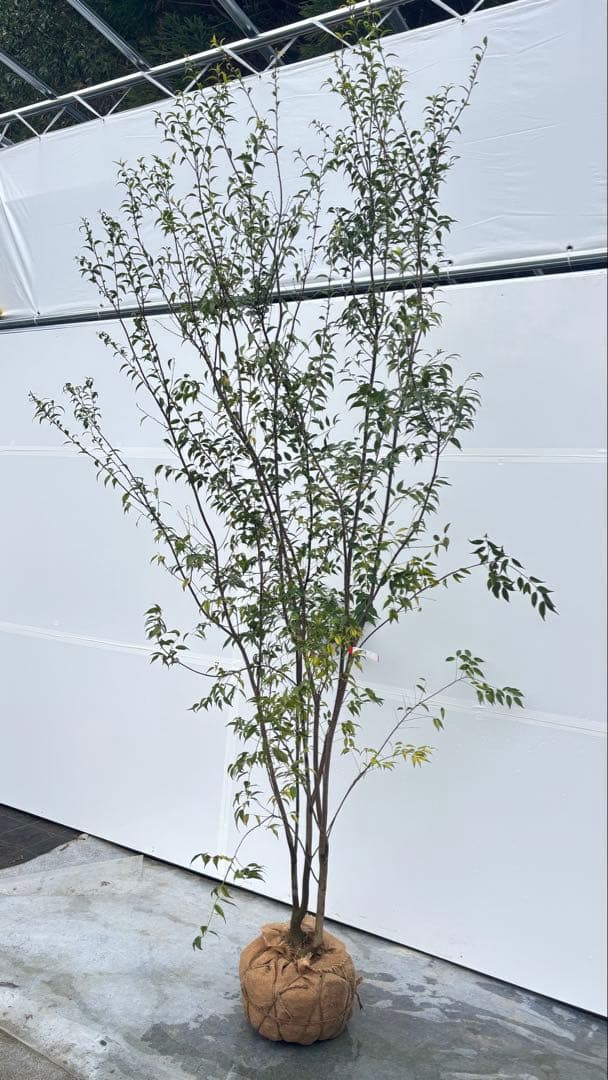 超特大サイズ 細く美しく繊細な樹形 ハイノキ 株立 715 樹高2.7m位