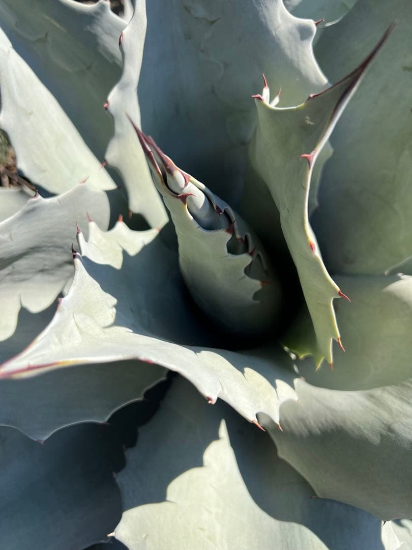 アガベ オバティフォリア フロスティブルー 60cm超