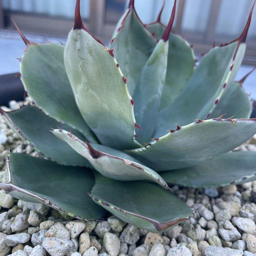 アガベ トランカータ　パリー ドライガーデン