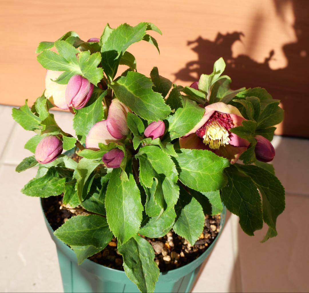 クリスマスローズ 認定モーリー 加藤農園