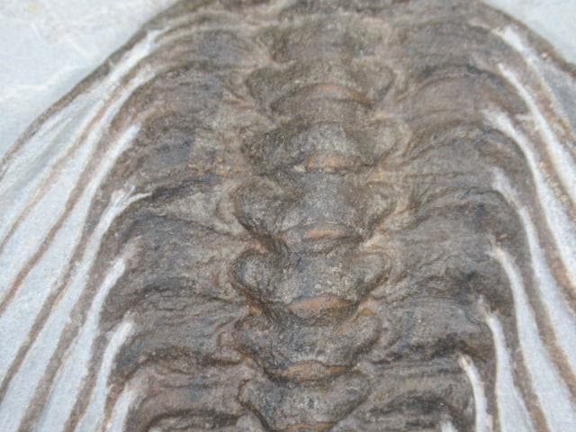 三葉虫　セレノペルティス　モロッコ　No.1637