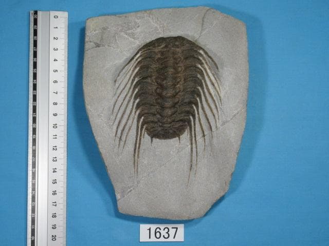 三葉虫　セレノペルティス　モロッコ　No.1637