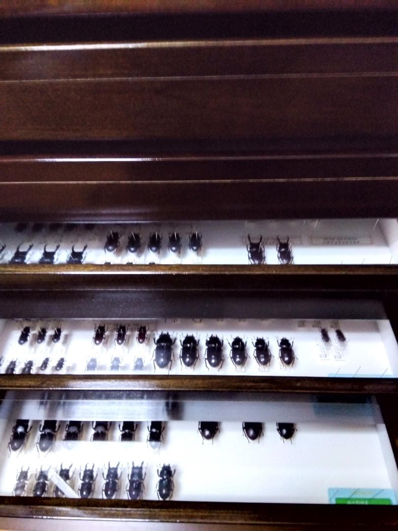 バードウイング社製中型ドイツ箱（新品２箱セット）