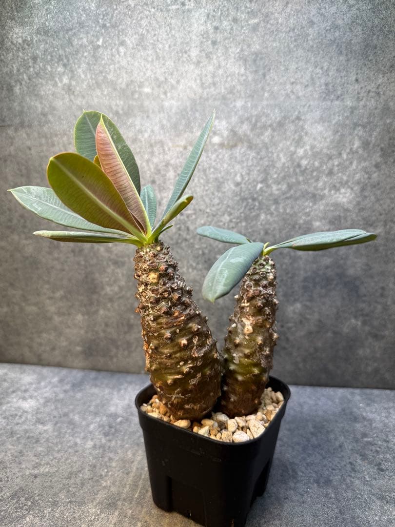 ユーフォルビア　パキポディオイデス　現地球　発根済み　多頭　二頭　現20