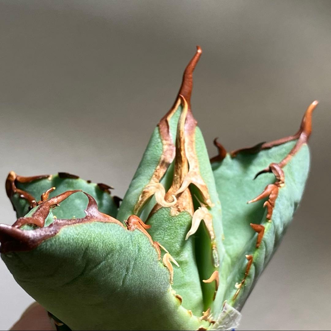 匿名配送【初売り】②REZA産　イラン株　アガベ　BLAZE ブレイズ