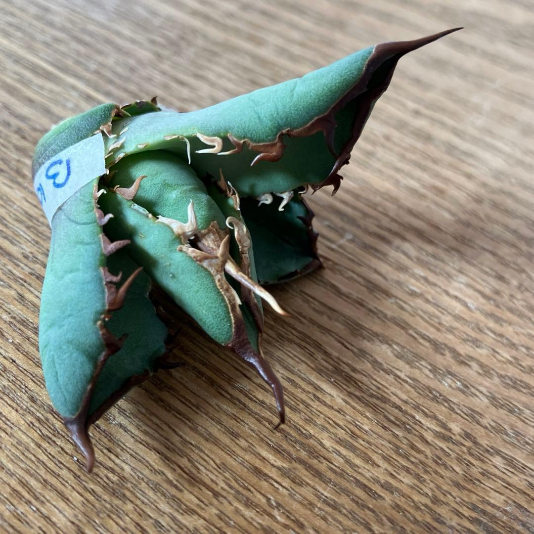 匿名配送【初売り】②REZA産　イラン株　アガベ　BLAZE ブレイズ