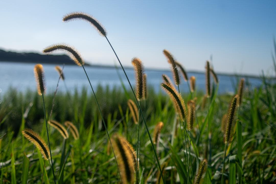 【黒死病修理済】【整備済】PENTAX K-S1（1956枚）