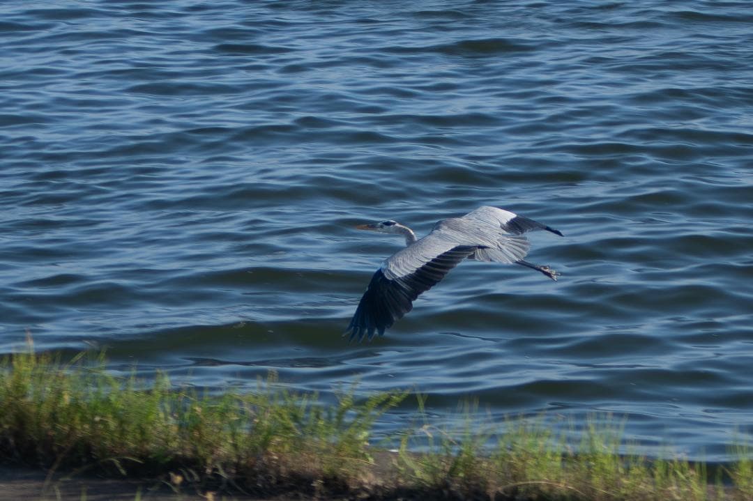 【黒死病修理済】【整備済】PENTAX K-S1（1956枚）