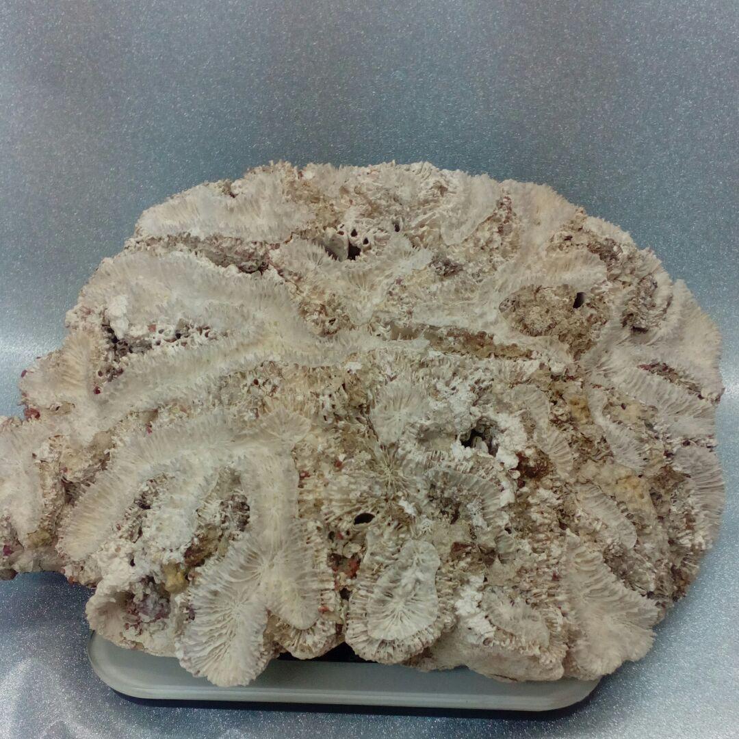 珊瑚オブジェ３５００グラムクラス天然大型サイズ白珊瑚アクアリウム鑑賞コレクション