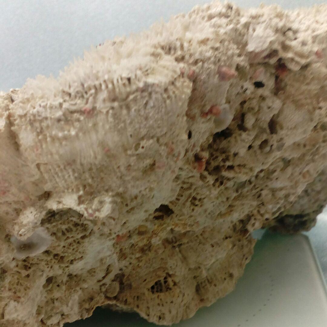 珊瑚オブジェ３５００グラムクラス天然大型サイズ白珊瑚アクアリウム鑑賞コレクション