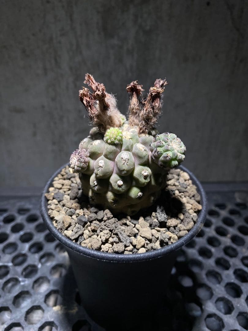 実生10年!!エリオシケ　ナピナ　コピアポア