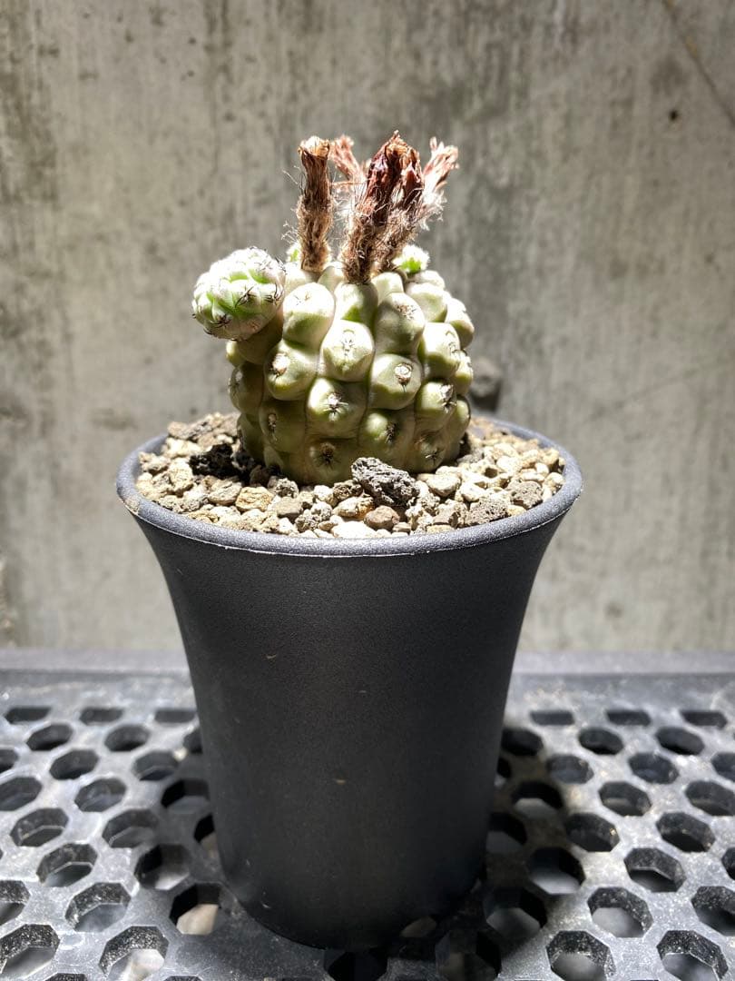 実生10年!!エリオシケ　ナピナ　コピアポア