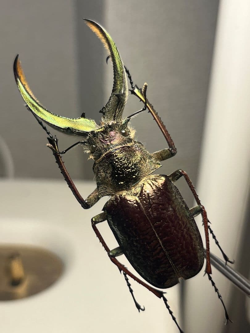 【顎YELLOW】ギガンテウスシワバネクワガタ 昆虫標本 ニジイロクワガタ