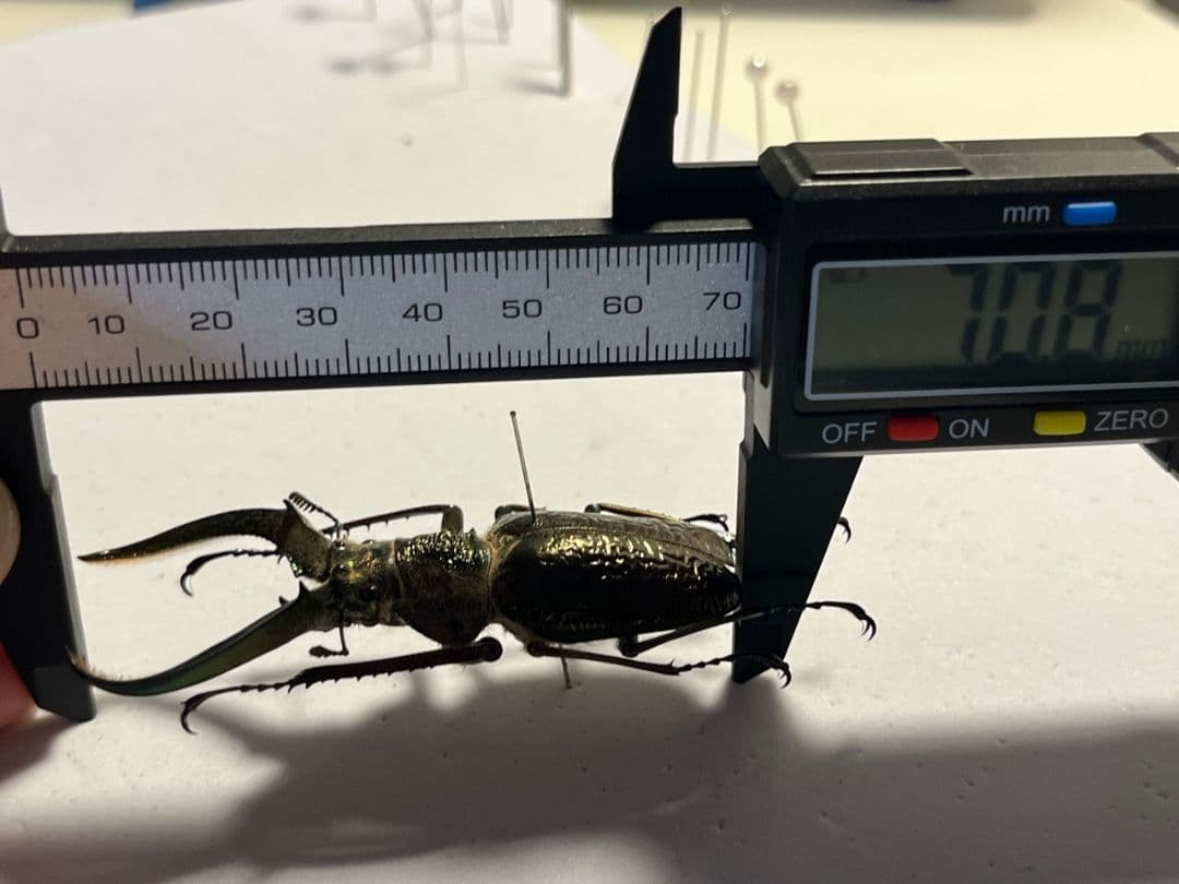 【顎YELLOW】ギガンテウスシワバネクワガタ 昆虫標本 ニジイロクワガタ