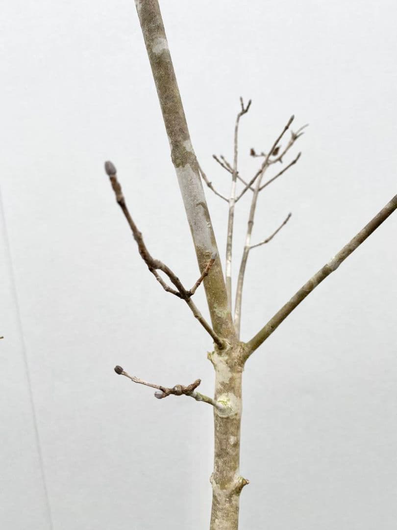 アオダモ　株立ち　/896 着払い品