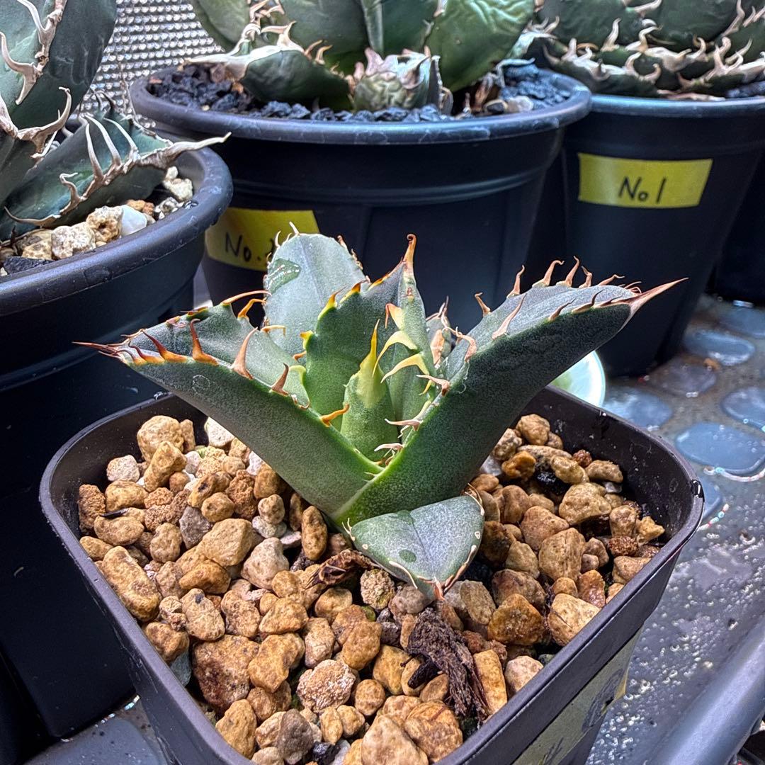 オアハカオテロイ現地球 厳選株 Coyote 子株