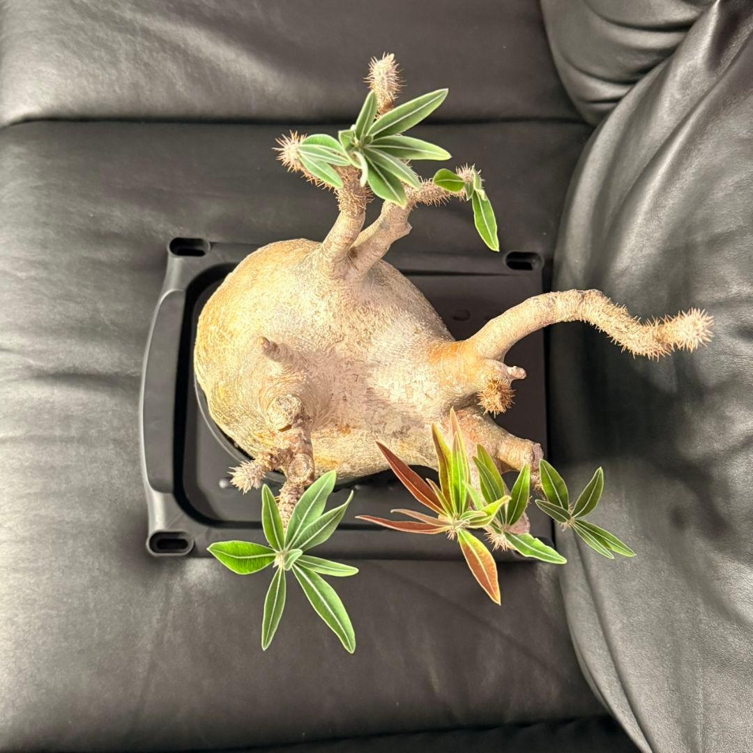 パキポディウム・グラキリス ボタナイズ 現地球 発根済 115c1