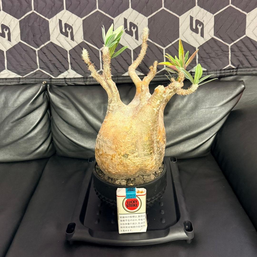 パキポディウム・グラキリス ボタナイズ 現地球 発根済 115c1