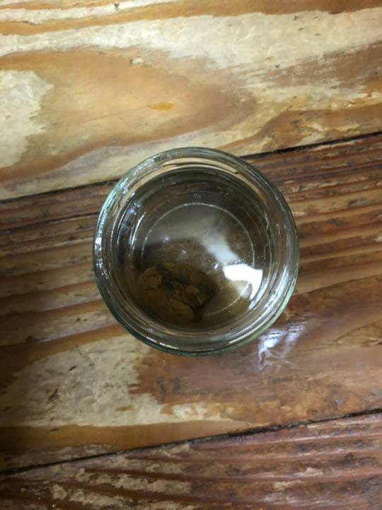 宮沢賢治　二枚貝の化石　イギリス海岸