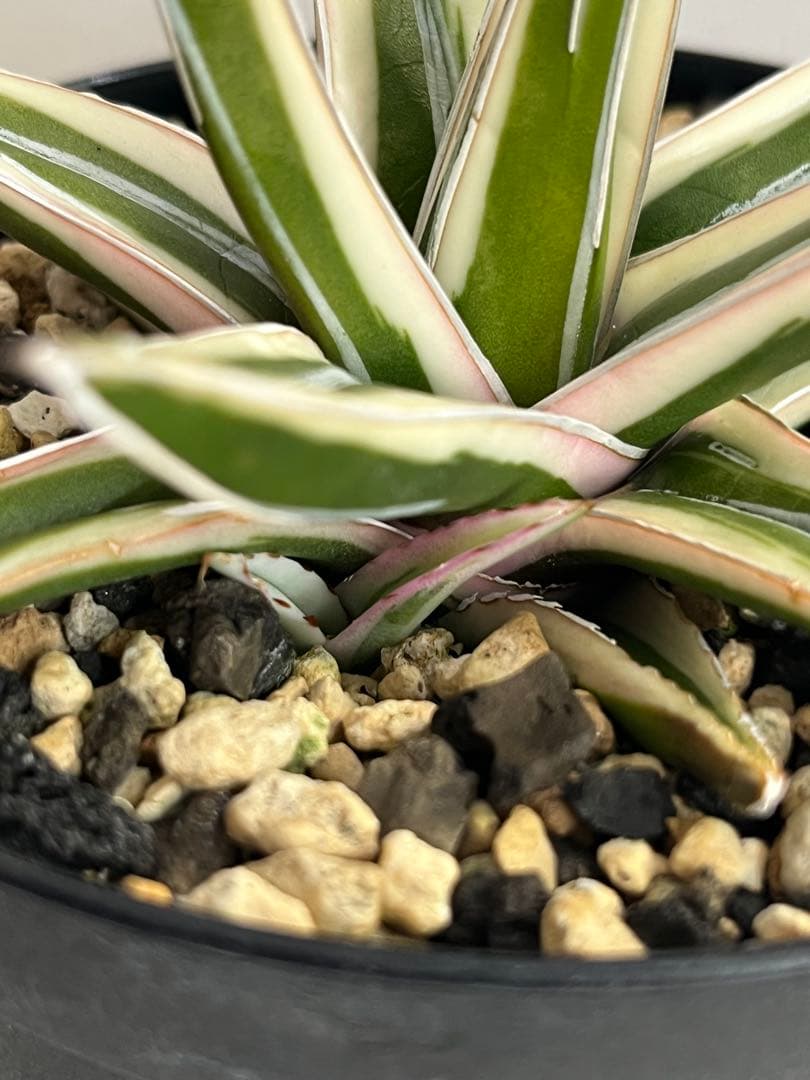 アガベ　笹の雪 　氷山　子株付き 鉢のまま発送