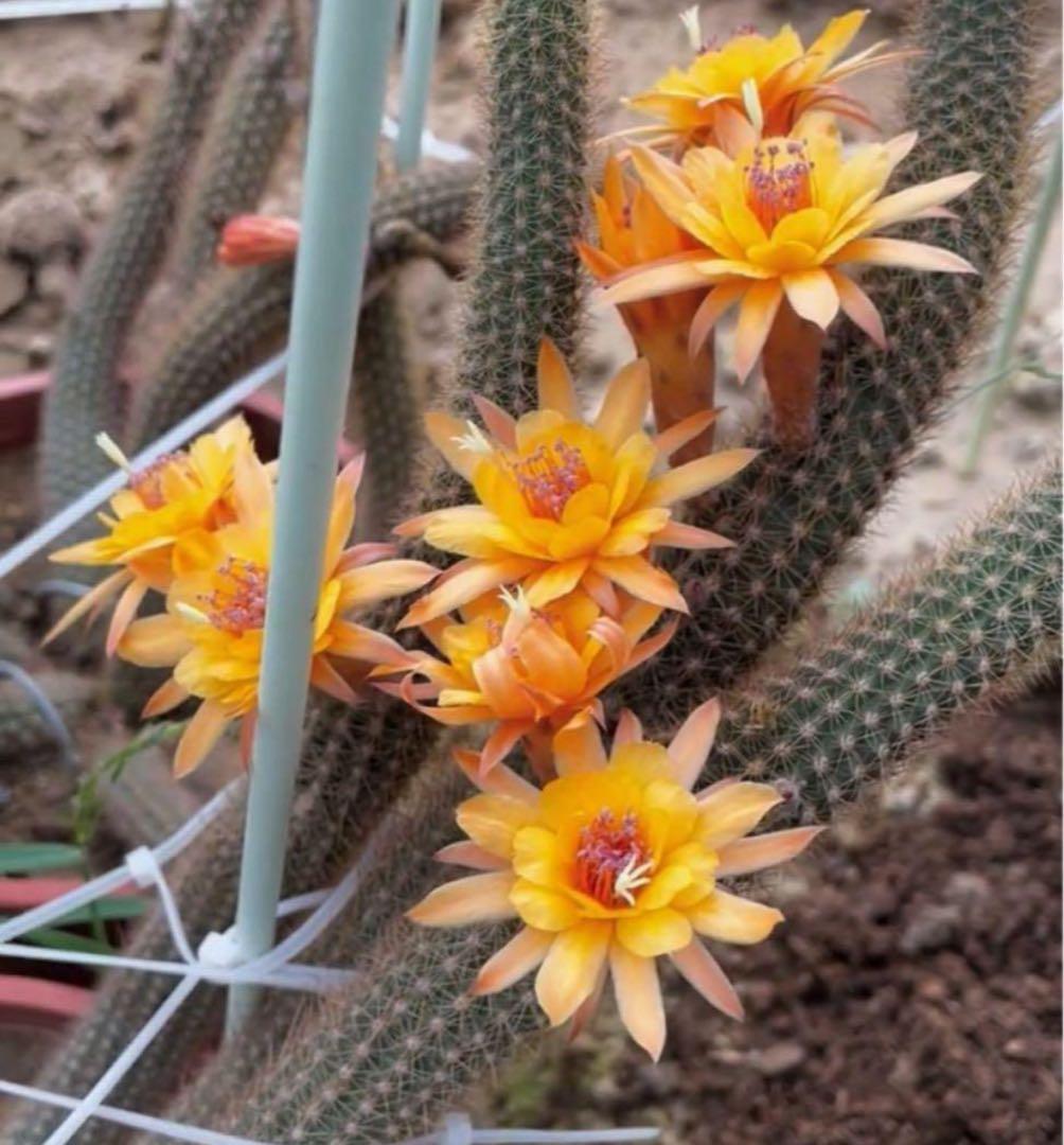多肉植物　花サボテン　金紐シリーズ 黄水晶