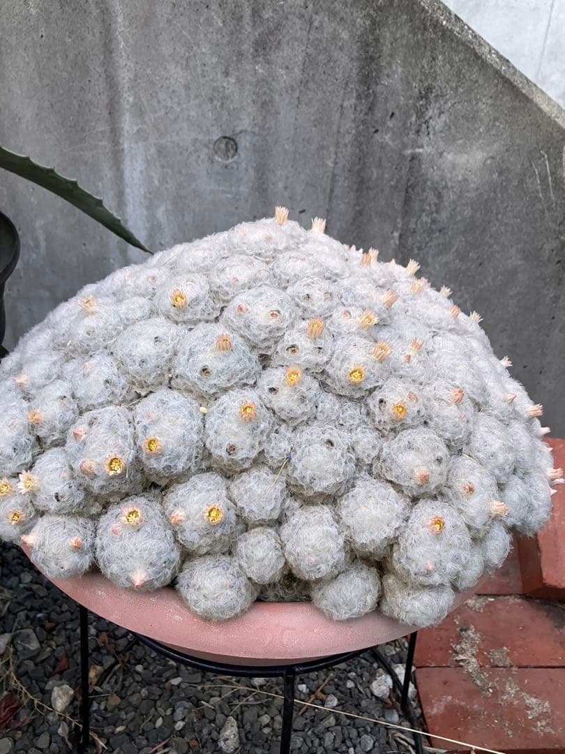 大型 群生サボテン（マミラリア属？・白毛タイプ）鉢付き